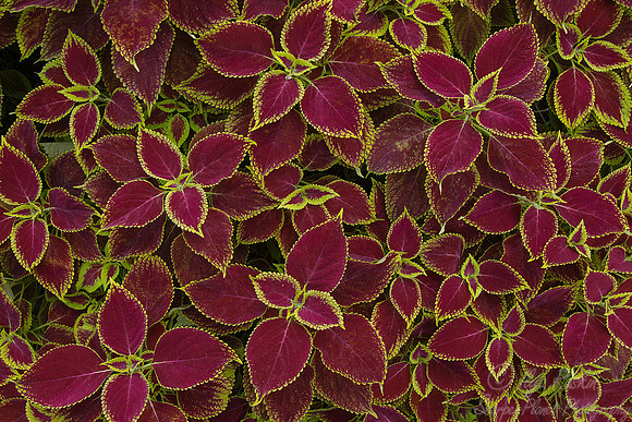 096 National Botanic Guarden - Cuba