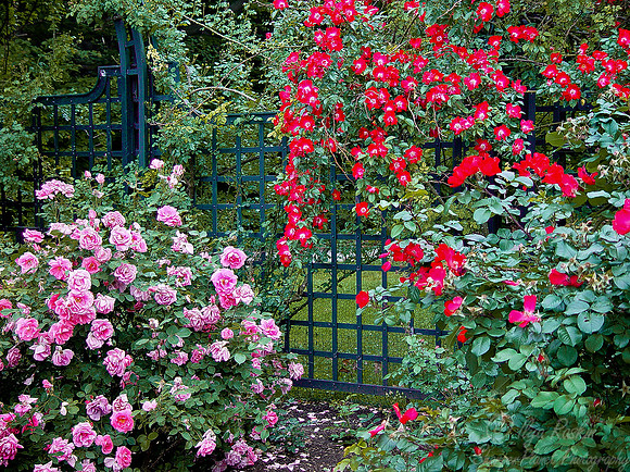 008_Roses_NY