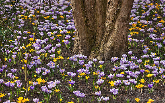 035_Plantscape_Holland