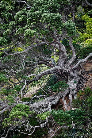 015_Pohutukawa Tree_New Zealand