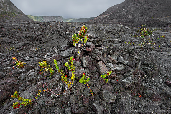 041 Ohelo (Vaccinium reticulatum) - Big Island HI