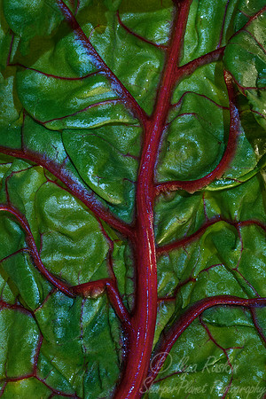 101 Red Swiss chard (Beta vulgaris) - NJ