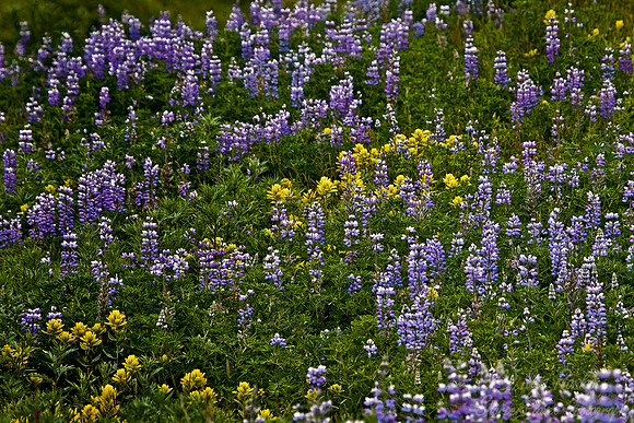 026_Lupins_AK