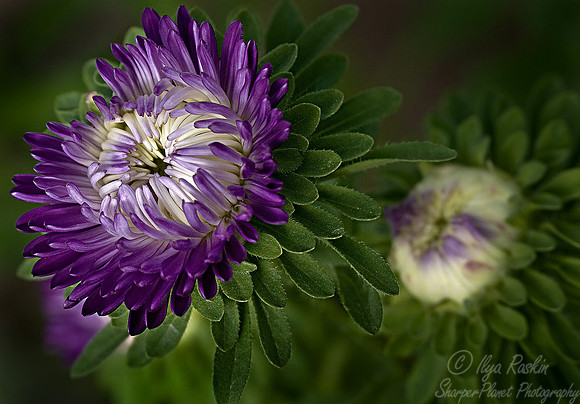 018_Chrysanthemums_CA