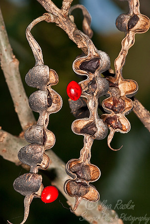 032_Botanical composition_Belize