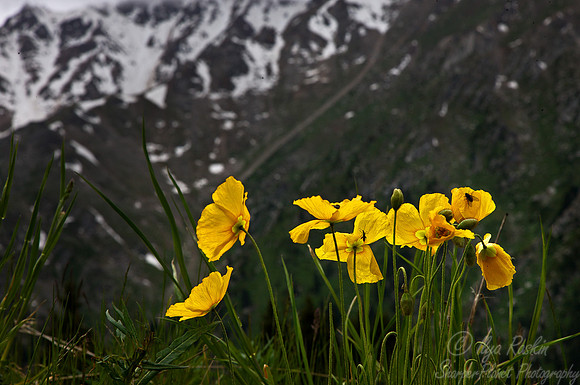 038_Wild Poppies_Almaty gorge_Kazakhstan