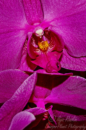 050 Orchids - NY Botanic Garden
