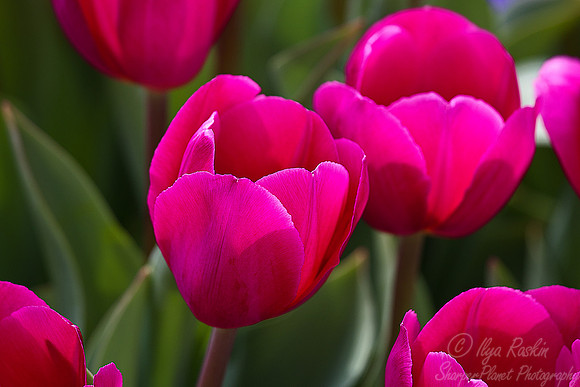071 Tulips  - NY Botanic Garden