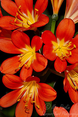 054 Lilies - NY Botanic Garden