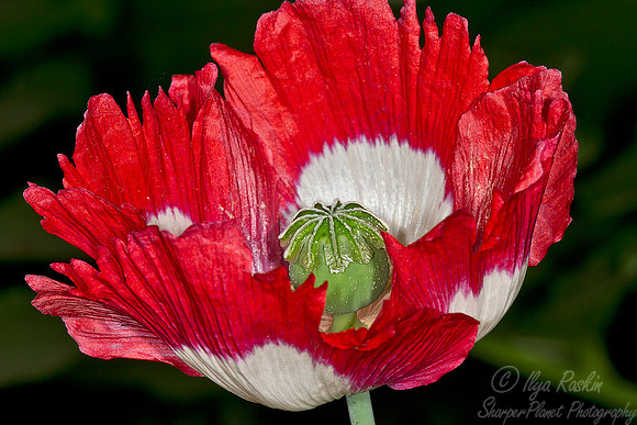 078 NY Botanic Garden