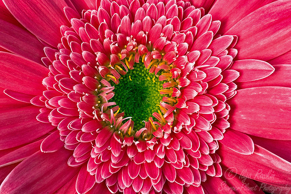 007_Gerbera Macro_CA