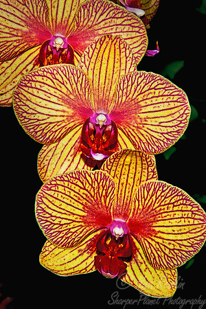 066 Orchids - NY Botanic Garden