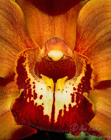 061 Orchid - NY Botanic Garden