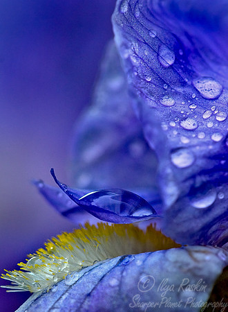 003_Iris Macro_PA