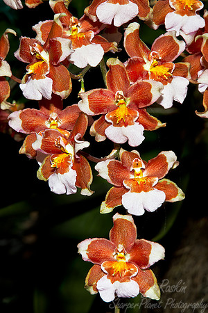 063 Orchids - NY Botanic Garden
