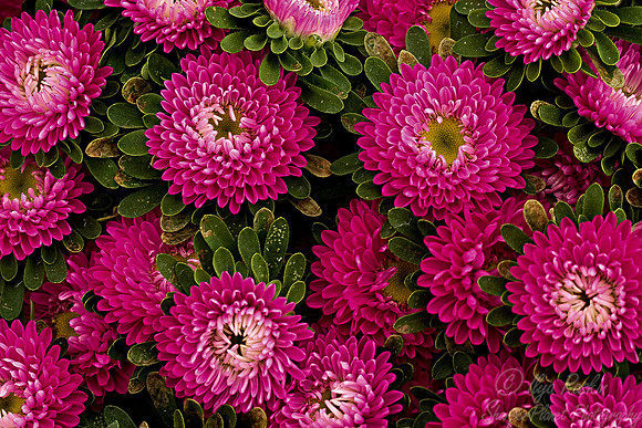 017_Chrysanthemums_CA