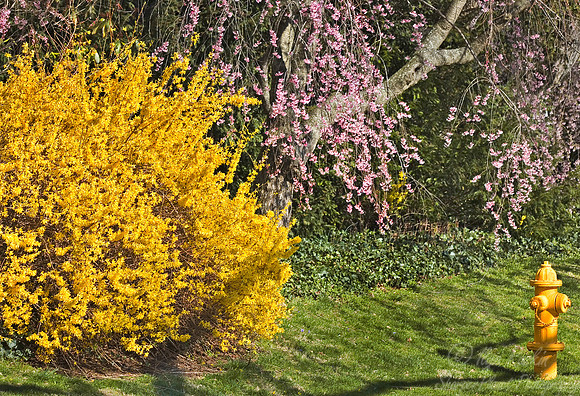 039 Spring in PA
