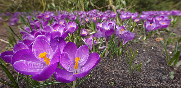034_ Crocuses_Holland