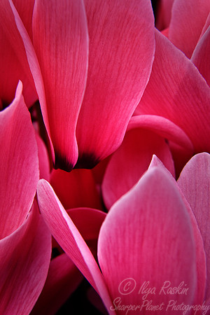 036_Begonia flower_Holland