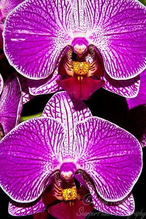 067 Orchids - NY Botanic Garden