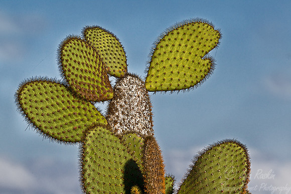 040 Opuntia - Galapagos Ecuador