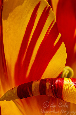 048 Tulip - NY Botanic Garden