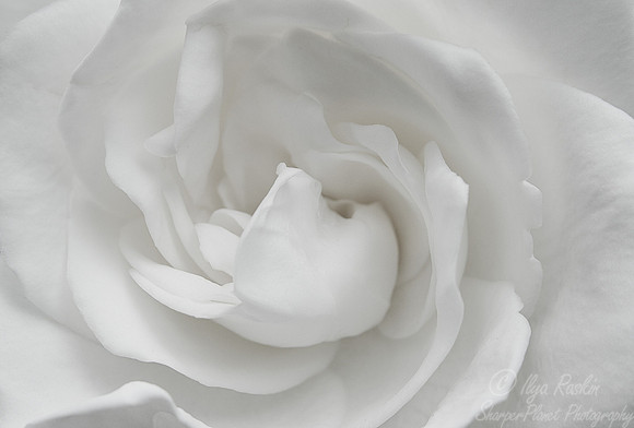057 Camellia - NY Botanic Garden