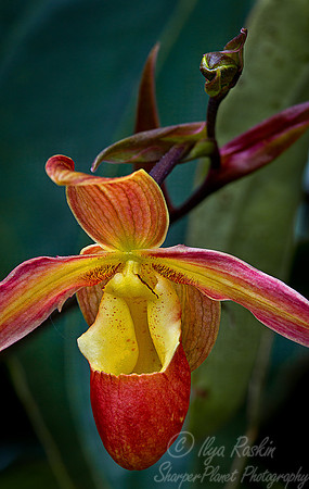 056 Orchids -NY Botanic Garden