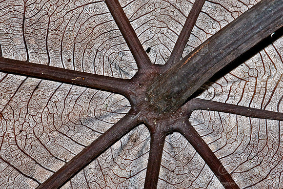 023_Cecropia Tree Leaf_Ecuador