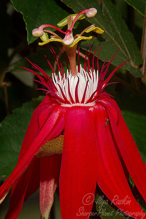 053 Passion flower - NY Botanic Garden