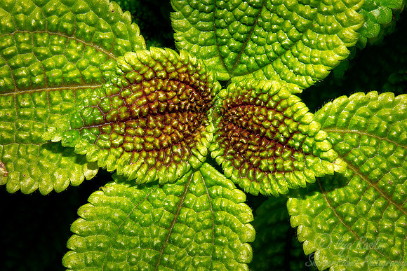 072 Mint - NY Botanic Garden