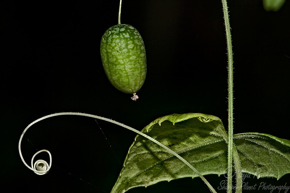 024_Plantscepe_Ecuador