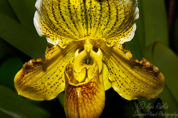 059 Orchid - NY Botanic Garden