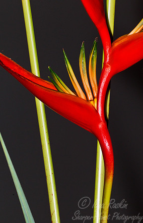 046 Bird of Paradise Flower (Strelitzia spp) - Big Island HI