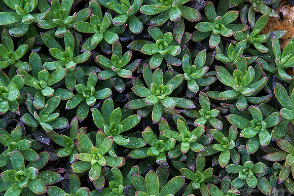 097 National Botanic Guarden - Cuba