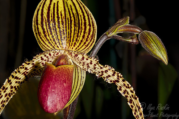 060 Orchid - NY Botanic Garden