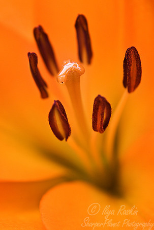 037_Lilly flower_Macro_Holland