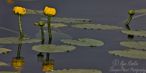 028_Water Lilies_PA