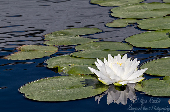076 NY Botanic Garden