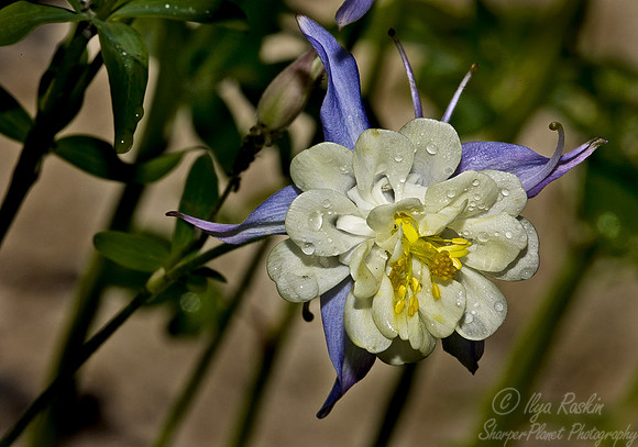 030_Columbine_AK