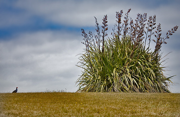 014_New Zealand Flax