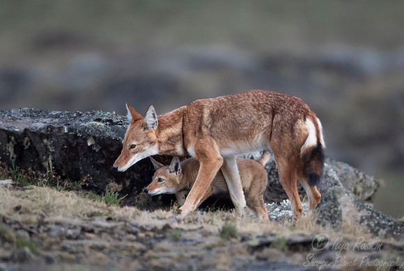 378 Ethiopian wolf with a cub (Canis simensis) - Bale Mountains NP Ethiopia