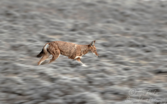 369 Ethiopian wolf (Canis simensis) - Bale Mountains NP Ethiopia