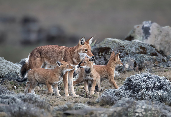 373 Ethiopian wolf with cubs (Canis simensis) - Bale Mountains NP Ethiopia