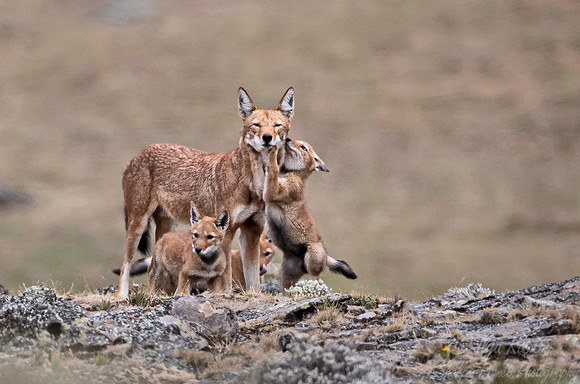 366 Ethiopian wolf with cubs (Canis simensis) - Bale Mountains NP Ethiopia