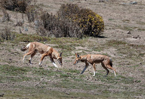 380 Ethiopian wolves (Canis simensis) - Bale Mountains NP Ethiopia