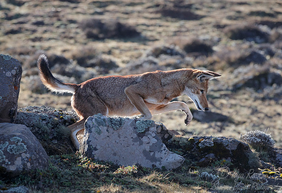 381 Ethiopian wolf Canis simensis) - Bale Mountains NP Ethiopia