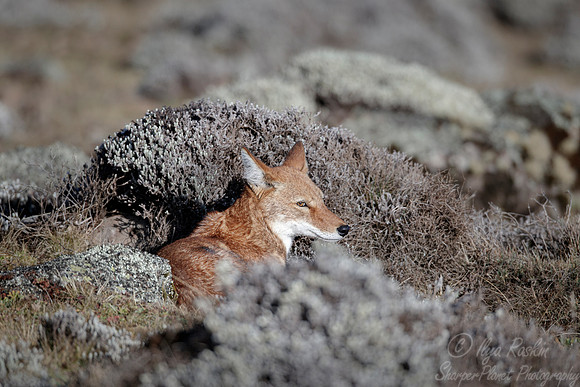368 Ethiopian wolf (Canis simensis) - Bale Mountains NP Ethiopia