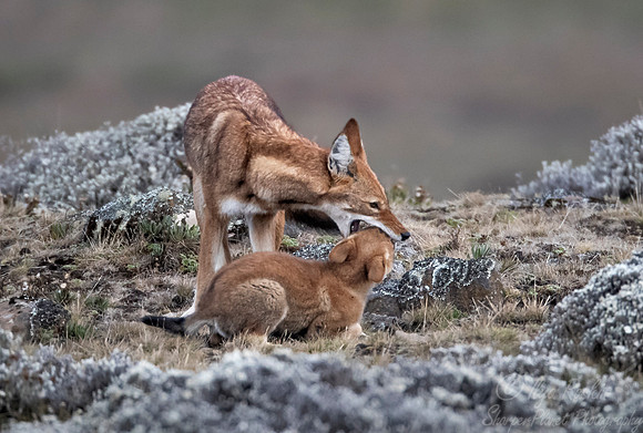 376 Ethiopian wolf with a cub (Canis simensis) - Bale Mountains NP Ethiopia