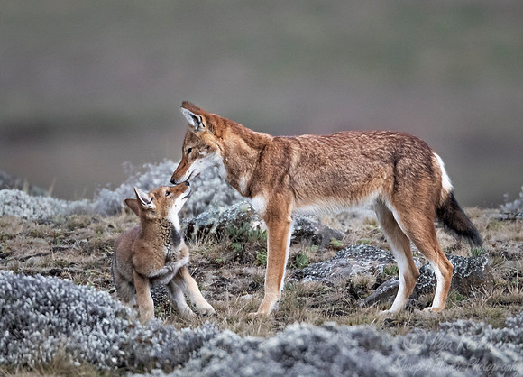 375 Ethiopian wolf with a cub (Canis simensis) - Bale Mountains NP Ethiopia